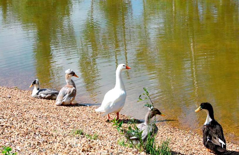 Контактный зоопарк в поселке Emerald Village