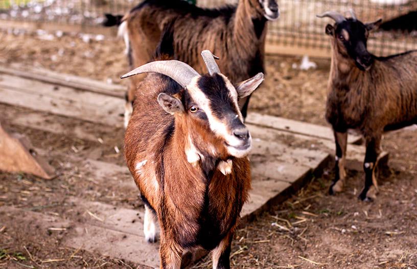 Контактный зоопарк в поселке Emerald Village