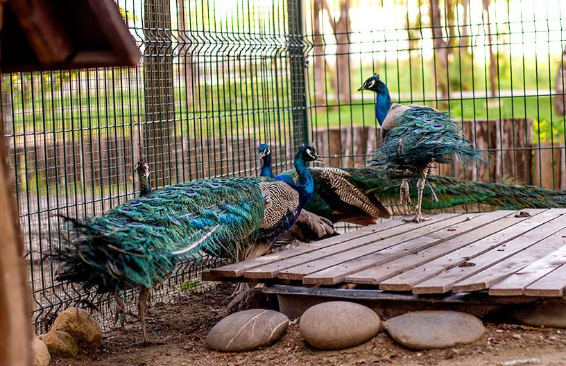 Контактный зоопарк в поселке Emerald Village