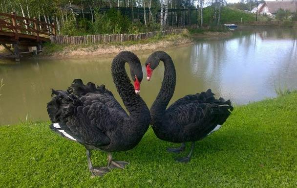 Контактный зоопарк в поселке Emerald Village