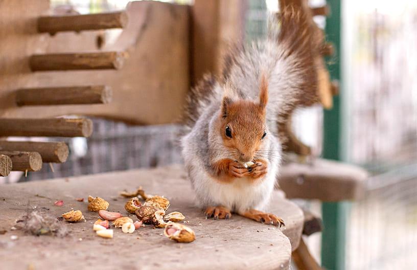 Контактный зоопарк в поселке Emerald Village
