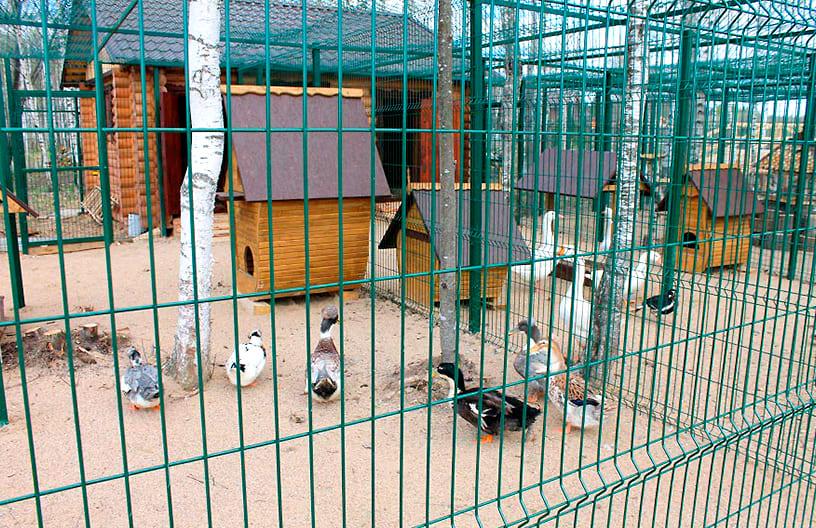 Контактный зоопарк в поселке Emerald Village