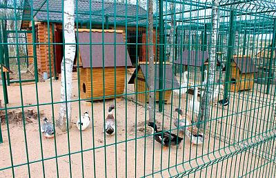 Контактный зоопарк в поселке Emerald Village