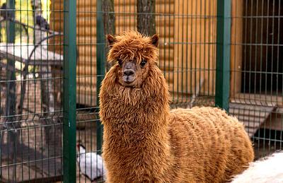 Лама в контактном зоопарке в поселке Emerald Village