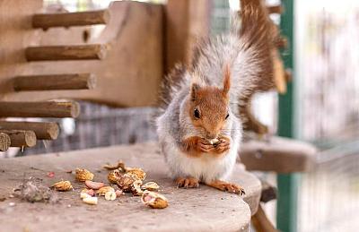 Белки в контактном зоопарке в КП Emerald Village